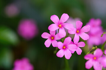 Fototapeta premium Small pink love flower, oxalis.