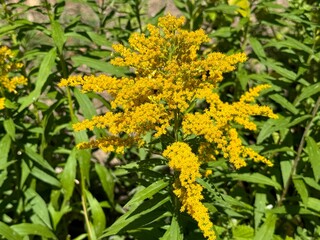  Solidago canadensis, known as Canada goldenrod or Canadian goldenrod.
