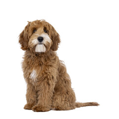 Happy labradoodle dog puppy sitting up diagonal. Looking straight to camera with closed mouth. Isolated cutout on a transparent background.