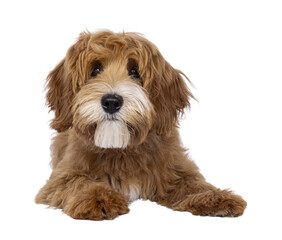 Happy labradoodle dog puppy laying down facing front. Looking straight to camera with closed mouth. Isolated cutout on a transparent background.