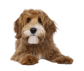 Happy labradoodle dog puppy laying down facing front. Looking straight to camera with closed mouth. Isolated cutout on a transparent background.