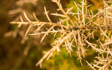 thorny plant of Cyprus..