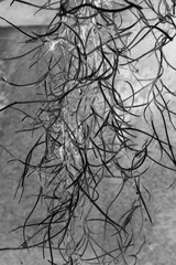 Obraz premium spanish moss in black and white film negative