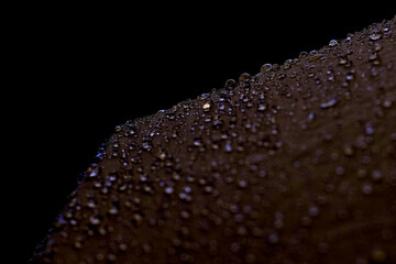 Umbrella and Rain Against Black Background. Summer rain, Raindrops, Bad weather