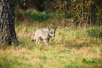 Forest Eurasian Wolf - Canis Lupus Running In Natural Environment. Forest In Autumn Season.