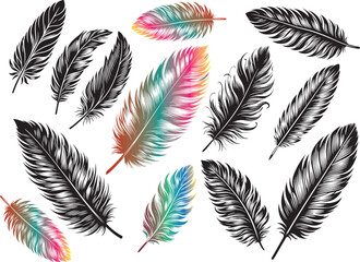 Feather silhouette and color  vector illustration style with white background