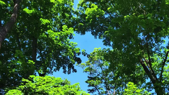 Beautiful background of forest trees seen from below. Look up of big and tall tree tops in the forest. Yasnaya Polyana. Tula. Russia.