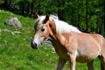 Obraz premium Haflinger auf der Weide im Ultental in Südtirol 
