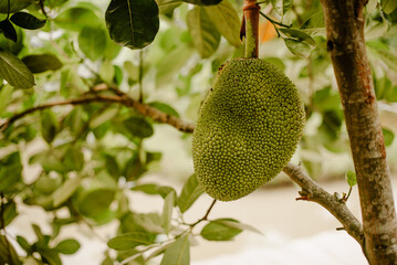 Jackfruit growing on a tree