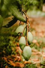 Close up of a mango plant in the garden