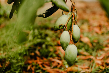 Close up of a mango plant in the garden