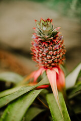 Pineapple growing in a garden