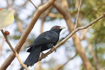 Obraz premium This striking photograph features an Indian Koel bird perched gracefully on a branch. Its glossy black plumage and vibrant red eyes are highlighted against a lush green backdrop