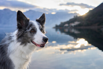 A Border Collie perches gracefully on a lakeside stone ledge, with a reflective mountain lake and cloud-touched peaks in the background