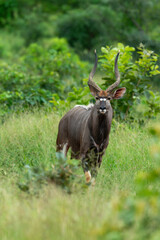 Nyala, male, Tragelaphus angasii, Parc national Kruger, Afrique du Sud