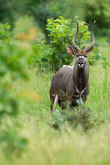 Nyala, male, Tragelaphus angasii, Parc national Kruger, Afrique du Sud