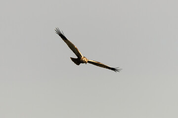 Busard des roseaux,.Circus aeruginosus, Western Marsh Harrier