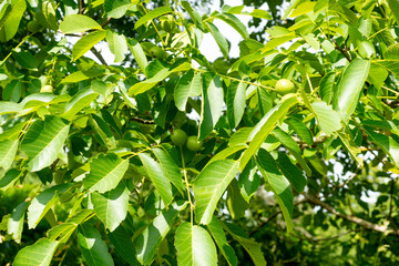 Juglans regia, Noyer, noix