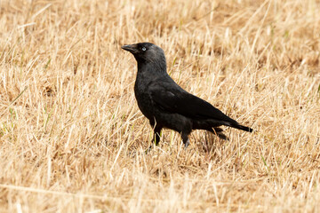 Choucas des tours,.Coloeus monedula , Western Jackdaw