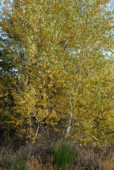 Fototapeta premium Betula alba, Bouleau