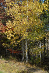Betula alba, Bouleau