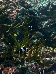 coral reef and fishes