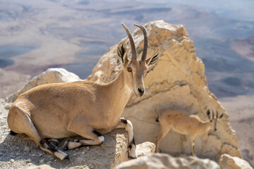Desert Dwelling Nubian Ibex
