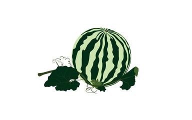 Simple and tender design of whole watermelon with vine and leaves. National Watermelon day. Logo for fruit and vegetables farm, agritourism. Flat vector illustration EPS10