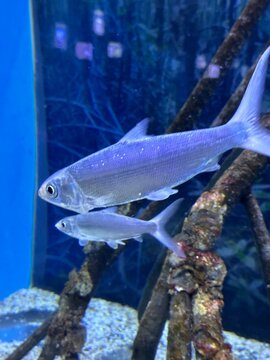 fish in aquarium