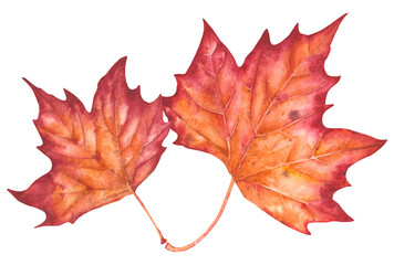 Hand drawn watercolor illustration. Various autumn leaves painted in watercolor. Colorful autumn leaves for birthday, wedding, holidays. Any creative designs.