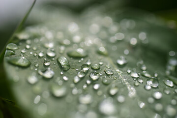 water drops on green leaf