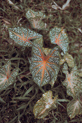 Caladium bicolor, called Heart of Jesus, its large, heart or lance-shaped leaves with striking green, white, pink, and red blotching.