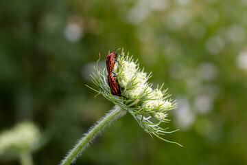 Striped bugs graphosoma lineatum on a daucus carota European wild carrot blossom