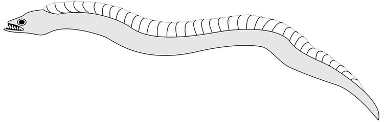 Reino animal Pez tajalí