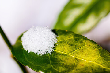 White snow and green leaves melting in the winter sunlight.