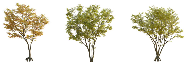 Fototapeta premium Set of 3 autumn large and medium Acer palmatum (Japanese maple, palmate maple or smooth Japanese maple) trees isolated png on a transparent background perfectly cutout