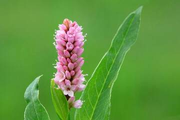 Pink water knotwater knotweed, Persicaria amphibia, Flower, pink, water, knotweed, nature, garden, spring, purple, summer, bloom, blossom, beauty, flora, flowers, Flower