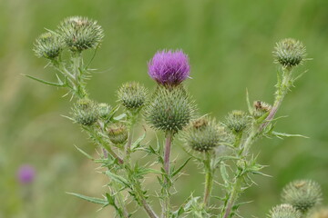 Burdock (Arctium lappa)