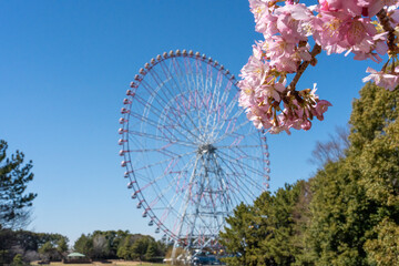 Fototapeta premium cherry blossoms and a Ferris wheel