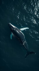 Fototapeta premium Humpback whale