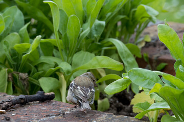 Chaffinch fringilla coelabs perched on a wall in a garden
