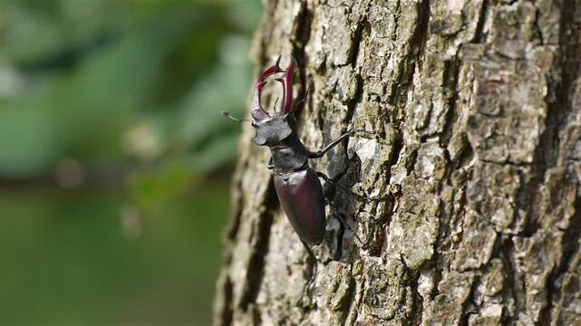 Stag Beetle (Lucanus cervus) with large mandibles climbing Up a Tree