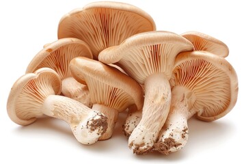 Oyster mushroom isolated on white background. ai generative