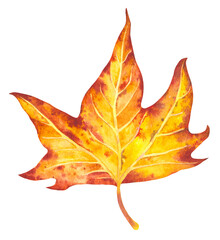 Hand drawn watercolor illustration. Colorful autumn leaf illustration for birthday, wedding, thanksgiving, holidays. Any creative designs.