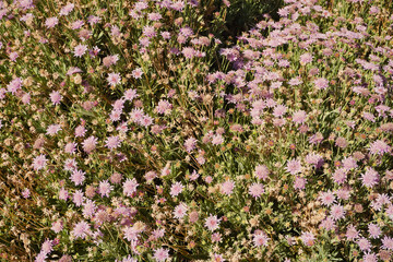 
Pterocephalus lasiospermus is an endemism of the peaks of Tenerife favored by climate change. In just over 50 years it has gone from being a rare species to being very abundant.