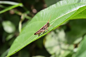 Side view of a brown short horned grasshopper sitting on an edge of the leaf