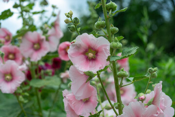 hollyhocks flowers (Alcea)
