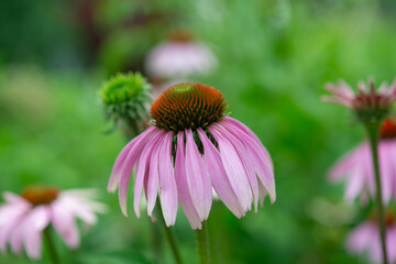 shallow depth of field focus on a purple coneflower with defocused background
