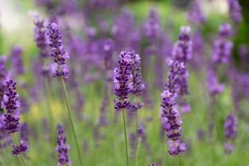 Lavender flowers in the hands of a girl, branches of blooming lavender.