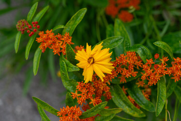 close-up of tickseed or coreopsis (yellow flower) and butterfly weed (asclepias tuberosa) orange flower
